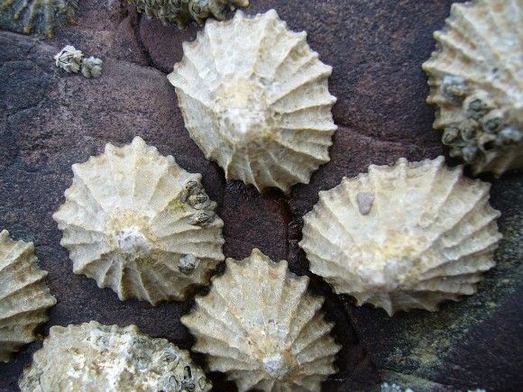 Limpets group