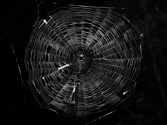 Spider web hanging